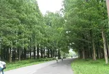 メタセコイアの森（水元公園）