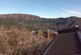 cu―mo箱根
