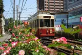都電沿線のバラ