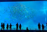沖縄美ら海水族館