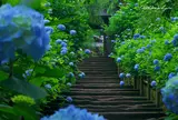 明月院（あじさい寺）