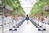 美らイチゴ 南城ハウス