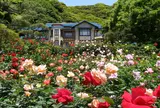 鎌倉文学館のバラ