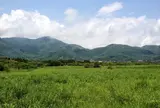 仙石原湿原植物群落