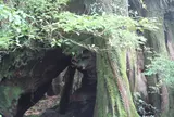 三代杉