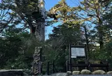 紀元杉