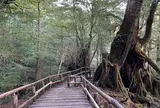 屋久島自然休養林（ヤクスギランド）