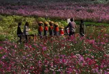 京都丹波／亀岡夢コスモス園