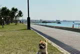 アラハビーチ