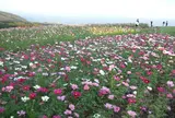 あわじ花さじき