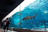 神戸市立須磨海浜水族園