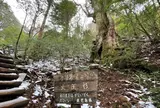 大王杉