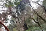 縄文杉