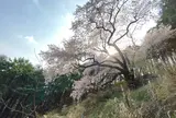大山桜