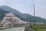 桜通り