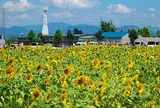 ひまわりの丘公園