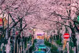 さくら通り（渋谷駅前）