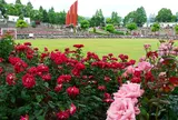 荒牧バラ公園　兵庫