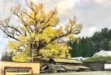 下城の大イチョウ