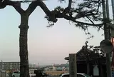 東海道 小野村 肩かえの松