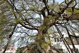 笠寺一里塚