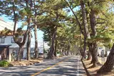 池鯉鮒宿の松並木