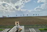メルヘンの丘