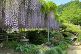 上籠谷のフジ（宇都宮市指定天然記念物）