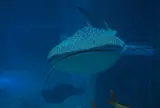 海遊館