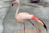 掛川花鳥園