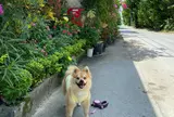 備瀬のフクギ並木