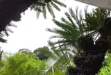 常神の蘇鉄（そてつ）