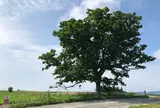 セブンスターの木