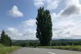 ケンとメリーの木