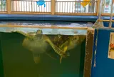 越前松島水族館