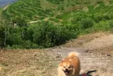 白米の千枚田