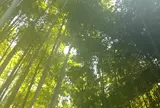 報国寺（竹寺）