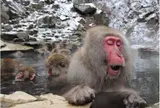 ✅地獄谷温泉