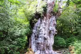 縄文杉