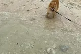エメラルドビーチ