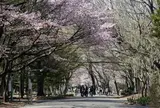 円山公園