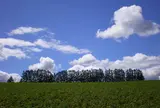 マイルドセブンの丘
