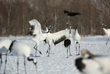 阿寒国際ツルセンター「グルス」
