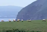 焼尻島