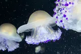 鶴岡市立加茂水族館（クラゲドリーム館）