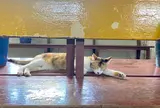猴硐貓村