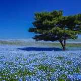 【茨城県 観光スポット紹介】海や山に恵まれた魅力いっぱいの観光スポット29選！