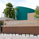 【円山動物園の見どころガイド】大人気のシロクマや周辺グルメなどおすすめ情報満載！