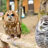 【ノースサファリサッポロの楽しみ方完全ガイド】スリル満点な札幌のレジャー施設見どころまとめ