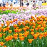 【神奈川観光】4月はここをチェック！	